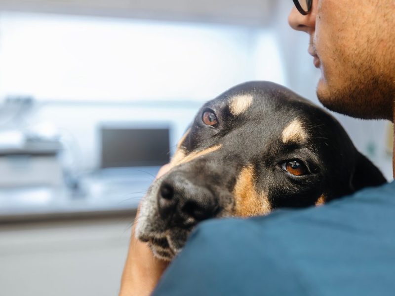 Man,Hugging,Sick,Dog.,Selective,Focus,On,Sad,Eyes,Of